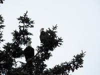 zwei Weißkopfseeadler