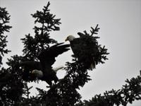 zwei Weißkopfseeadler