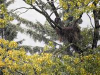 Weißkopfseeadler Nest