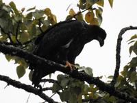 junger Weißkopfseeadler
