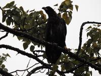 junger Weißkopfseeadler
