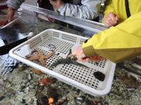 Lachsaufzuchtstation