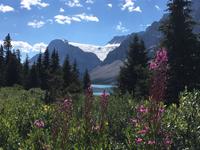 leuchtender Bow Lake mit Gletscher
