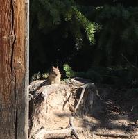 Ein Streifenhoernchen