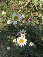 oh wie bunt sind die Wiesen hier