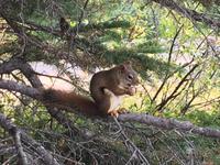 Und ein Eichhoernchen