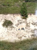 Schneeziegen im August ! 