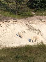 Eine Seltenheit die Schneeziegen zu sehen