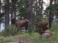 Das Wapiti Teekraenzchen