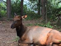 Wapiti Studie
