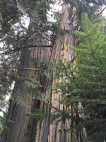 Urbaeume, Zedern vor Prince George