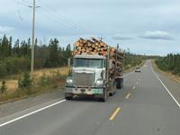 Holzlaster...einer von 30...