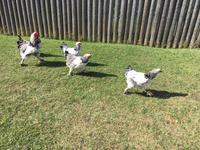 lustiges Huenerrennen