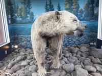 Dieser Grizzli lebte hier in Houston