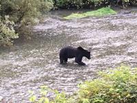 der schwarze Grizzly