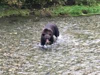 er fischt nur Spring Lachse