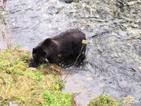 Grizzli zieht dem Lachs die Haut ab