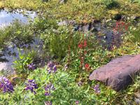 Wiesenblumen in Alaska