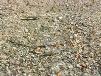 Chum und Jakesprings