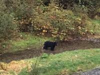 die Lachse sind so schnell, koennte sie jemand stoppen 