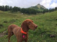 ZsaZsa laesst Gruessen