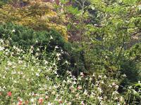 Suchbild - wo ist der Kollibri ?