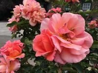 Rosen beim Eingang in die Butchart Garden ! 