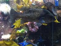 Aquarium im Vancouver Flughafen, Abflughalle