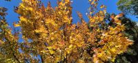 145 Indian Summer 2025