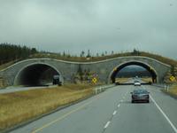Naturbrücke für Tiere