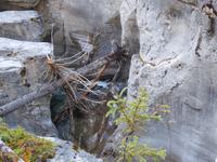 Maligne Canyon