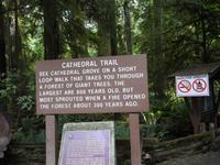 Cathedrale Trail - Wanderung im Regenwald
