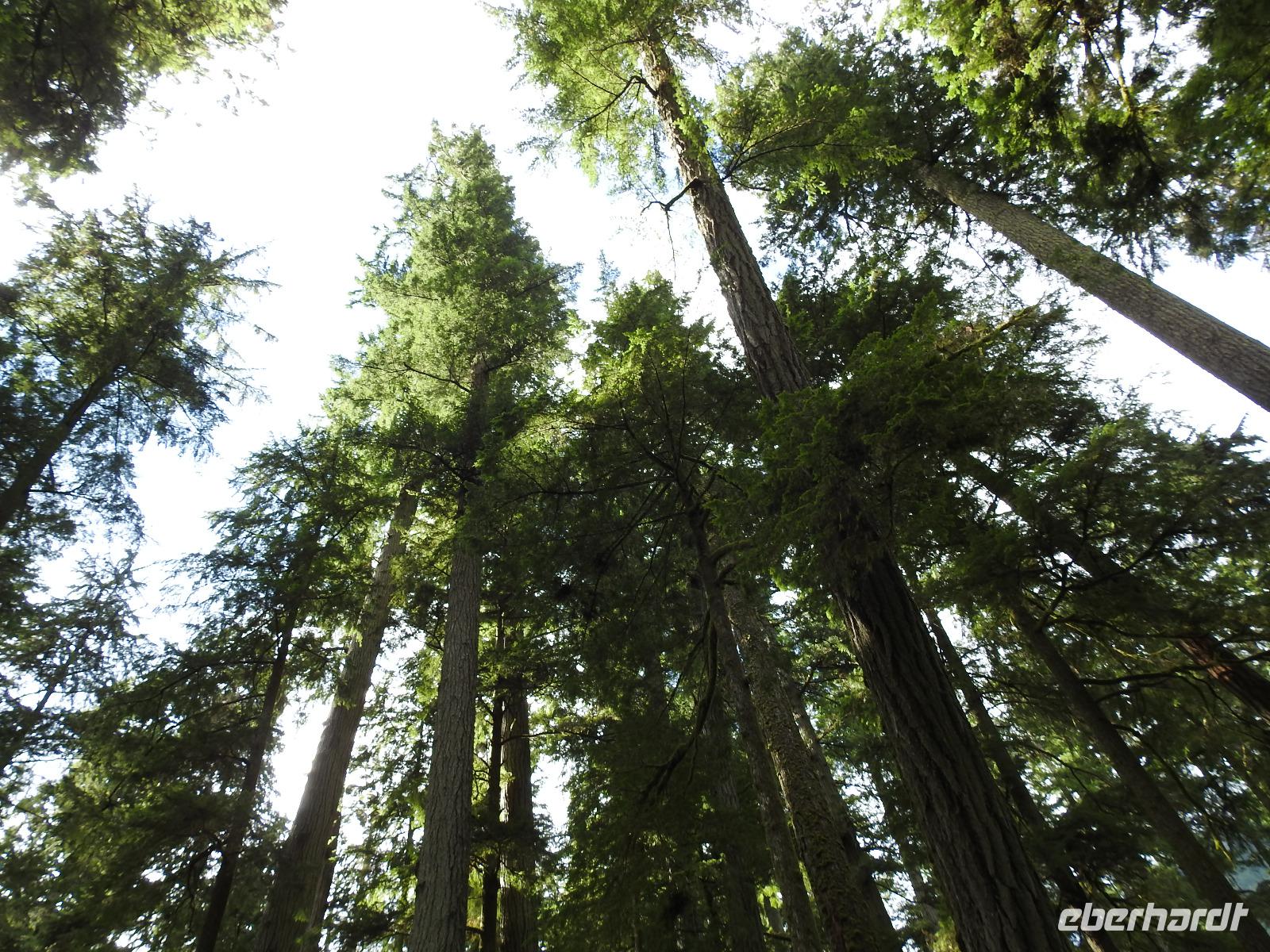 hohe Bäume