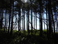 Regenwald und Strand