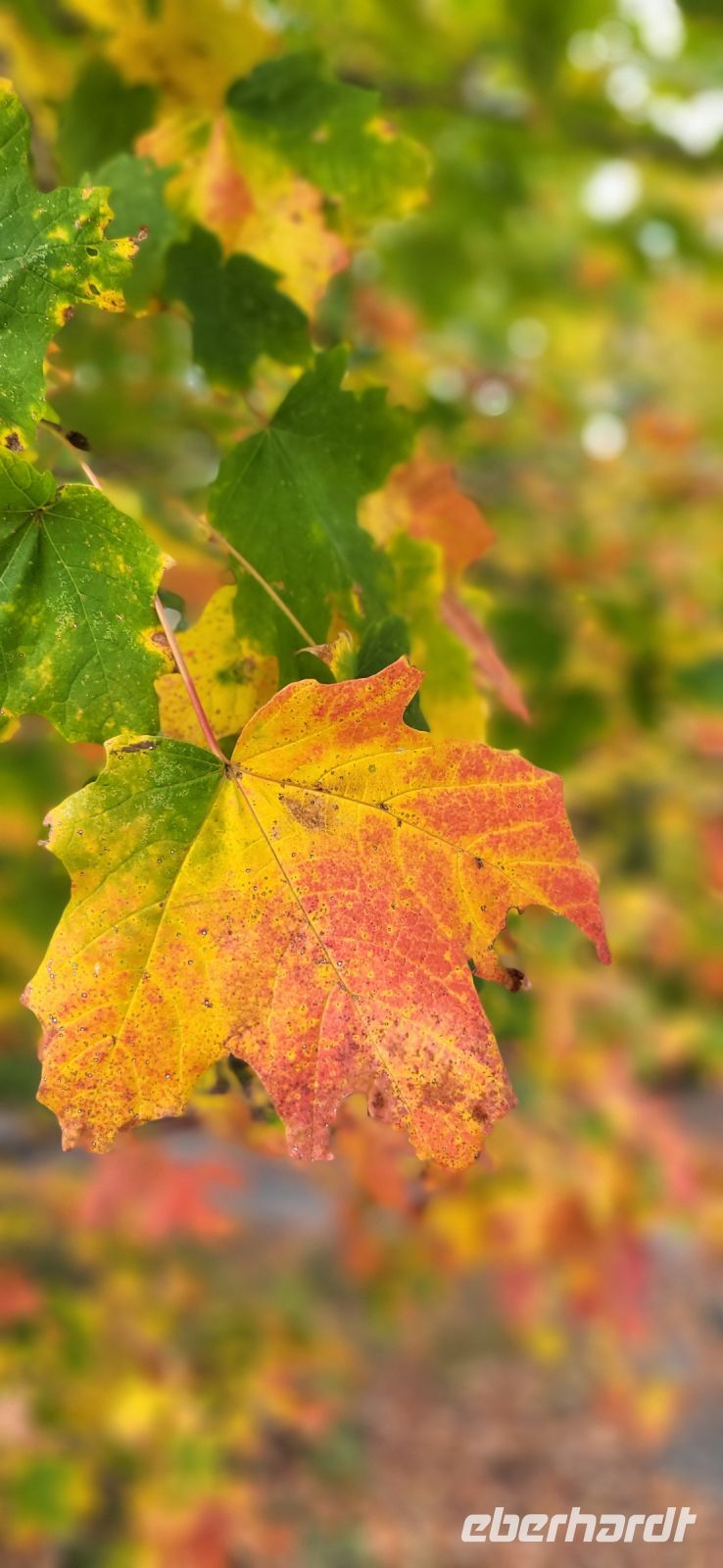 146 Indian Summer