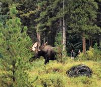 so eine Seltenheit ! Moos will Teil der Gruppe werden ?!!