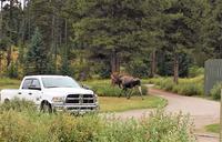 Entaeuscht zieht Moos in den Wald ab. 