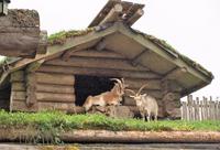 Markthallen-dach in Coombs