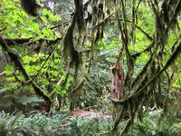 Luftplanzen - Laiken