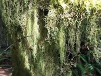 Luftplanzen jeder Art