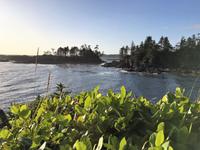 Salal auf der Westkueste