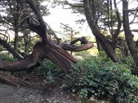 Eine wild gewordene Zeder 