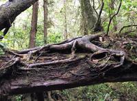 Wurzel auf Baumstamm