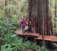 an Riesen vorbei, im Pacific National Rim Park