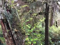 Pflanzen auf Baumstamm