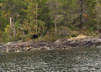 der Baer ist soeben schwimmend auf dieser Insel angekommen. 