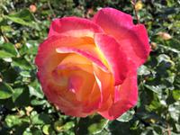 Rosenpracht Ende September