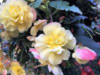 Begonien im haengenden Garten