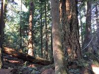 Wanderung in der North Shore von Vancouver