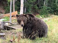 Grinder mal ganz posierlich